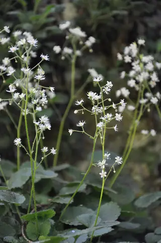 saxifrage (Saxifraga hirsuta), bloom