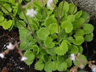 saxifrage (Saxifraga hirsuta), mature form