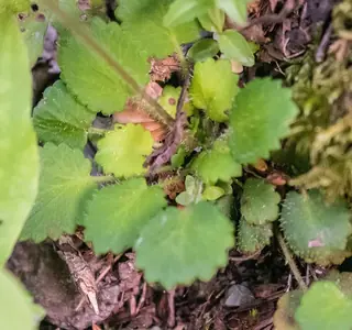 saxifrage (Saxifraga hirsuta), fall color