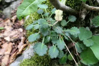 saxifrage (Saxifraga hirsuta), foliage