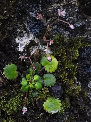 saxifrage