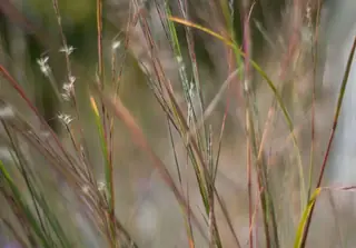 Little Bluestem Grass (Schizachyrium scoparium), foliage