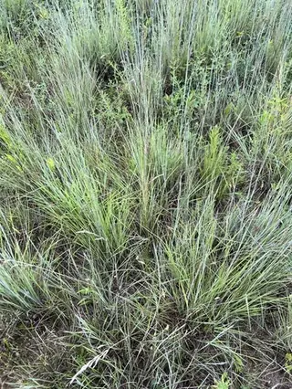 Little Bluestem Grass (Schizachyrium scoparium), mature form