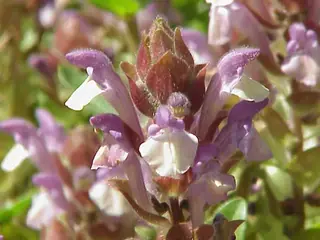 SKY'S EDGE Scutellaria (Scutellaria 'Pat Hayward'), mature form