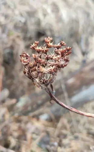 Russian stonecrop (Sedum kamtschaticum), foliage