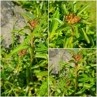 Russian stonecrop (Sedum kamtschaticum), mature form