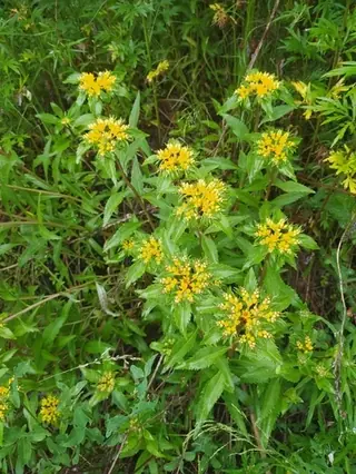 Russian stonecrop