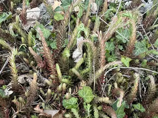 Angelina sedum (Sedum 'Angelina'), mature form