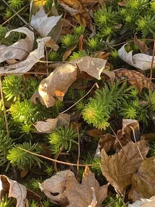Angelina sedum (Sedum 'Angelina'), foliage