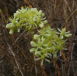 Turquoise Tails blue sedum (Sedum sediforme), bloom