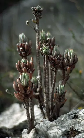 Turquoise Tails blue sedum (Sedum sediforme), fall color