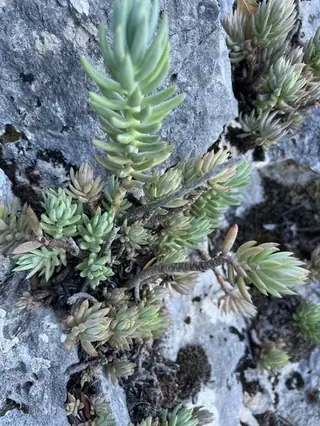 Turquoise Tails blue sedum (Sedum sediforme), habit