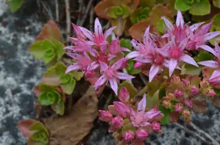 Two-row stonecrop (Sedum spurium), foliage