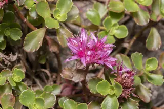 Two-row stonecrop (Sedum spurium), mature form