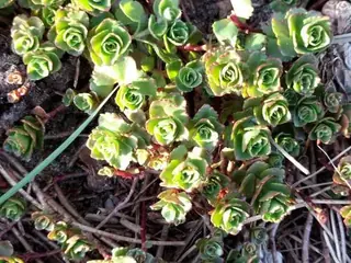 Two-row stonecrop