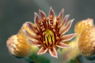 Hens and chicks (Sempervivum tectorum), mature form