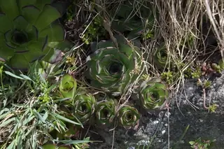 Hens and chicks