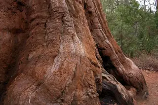 Hazel Smith Giant Sequoia (Sequoiadendron giganteum), foliage