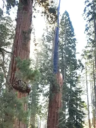 Hazel Smith Giant Sequoia (Sequoiadendron giganteum), mature form