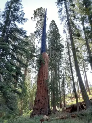 Giant Sequoia, Hazel Smith