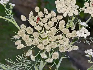Moon Carrot (Seseli gummiferum), fall color