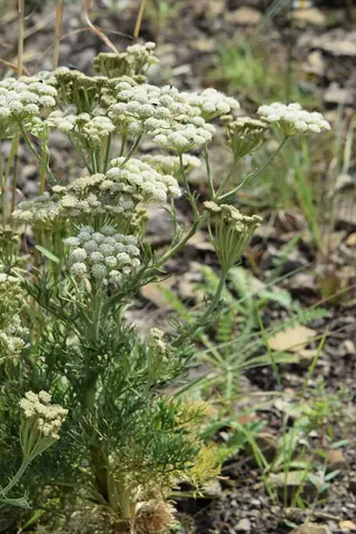 Moon Carrot (Seseli gummiferum), foliage
