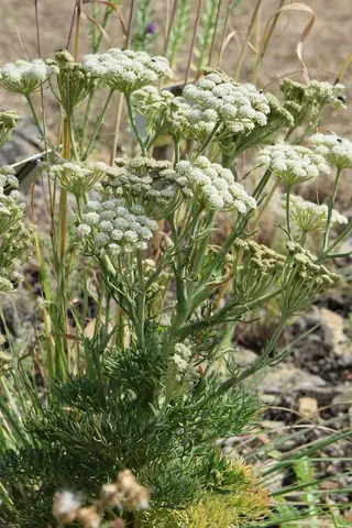 Moon Carrot (Seseli gummiferum), mature form