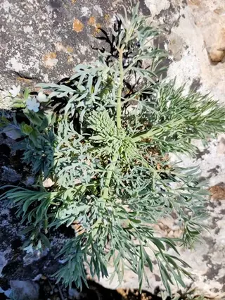 Moon Carrot
