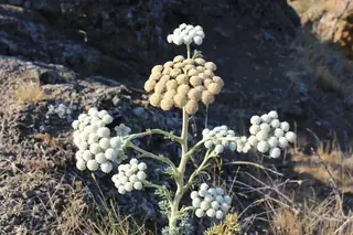 Moon Carrot (Seseli gummiferum), bloom