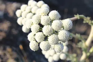 Moon Carrot (Seseli gummiferum), habit