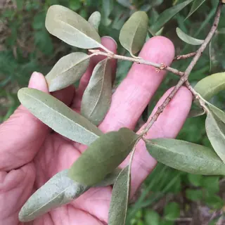 Silver buffaloberry (Shepherdia argentea), mature form