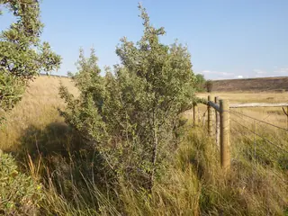 Silver buffaloberry