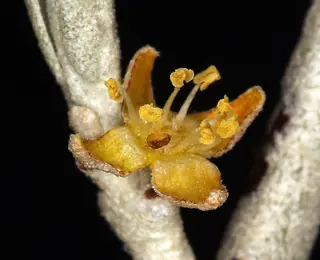 Silver buffaloberry (Shepherdia argentea), bloom