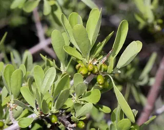 Silver buffaloberry (Shepherdia argentea), foliage