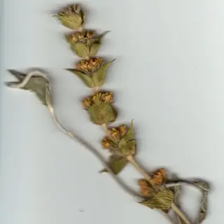 SARADA'S Greek Mountain Tea (Sideritis syriaca 'P023S'), bloom