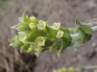 SARADA'S Greek Mountain Tea (Sideritis syriaca 'P023S'), mature form