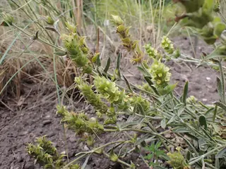 SARADA'S Greek Mountain Tea (Sideritis syriaca 'P023S'), foliage