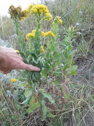 Rigid Goldenrod (Solidago rigida), mature form