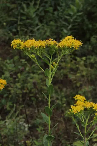 Rigid Goldenrod (Solidago rigida), foliage