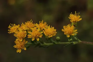 Rigid Goldenrod (Solidago rigida), bloom