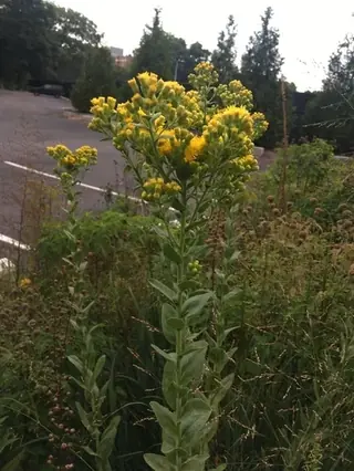 Rigid Goldenrod
