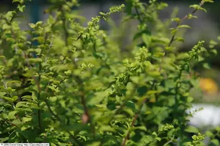 Golden Fleece (Solidago sphacelata), habit