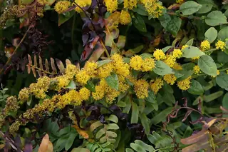 Golden Fleece (Solidago sphacelata), bloom