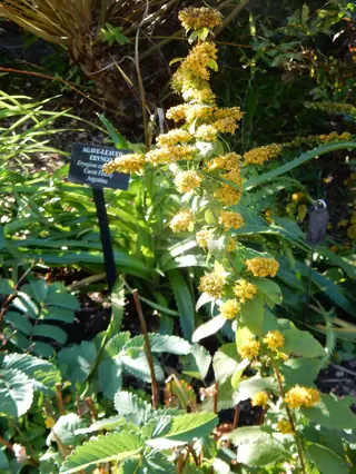 Golden Fleece (Solidago sphacelata), fall color