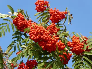 European Mountain-ash (Sorbus aucuparia), habit