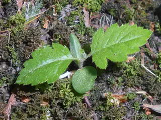 Swedish Whitebeam Mountain-ash (Sorbus intermedia), habit