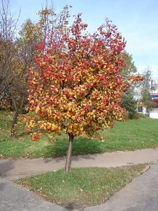 Mountain-ash, Swedish Whitebeam
