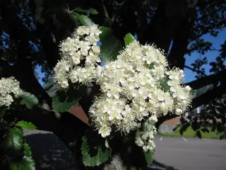 Swedish Whitebeam Mountain-ash (Sorbus intermedia), fall color