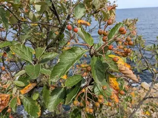 Swedish Whitebeam Mountain-ash (Sorbus intermedia), foliage