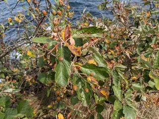 Swedish Whitebeam Mountain-ash (Sorbus intermedia), bloom